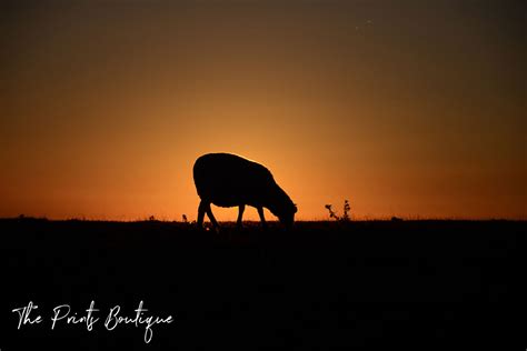 Sunset Sheep Silhouette | Buy Canvas Prints | The Prints Boutique