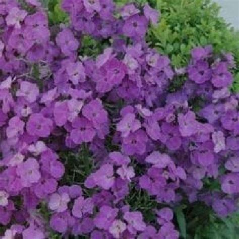 Erysimum ‘Winter Joy’ IMP | Quality Cuttings