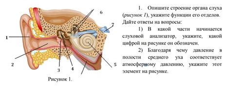 1. Опишите строение органа слуха (рисунок 1), укажите функции его ...