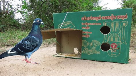 EASY TRAPS! Simple Pigeon Trap Make From Cardboard Box - YouTube