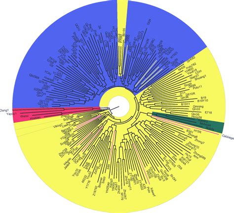 Dendrogram Of Neighbour Joining Clustering Based On Polymorphism