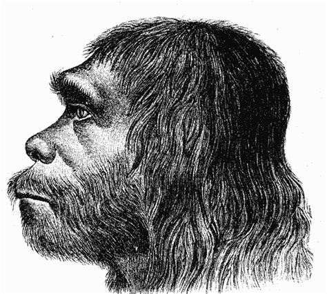 The Evolution Of Neanderthal Man From Evolution Ancestor To Modern Man