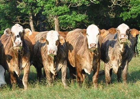 Brahman X Hereford F1 Farm Yard Farm Animals Cattle