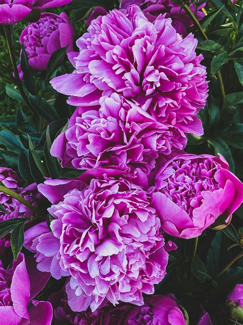 when do peonies flower 8