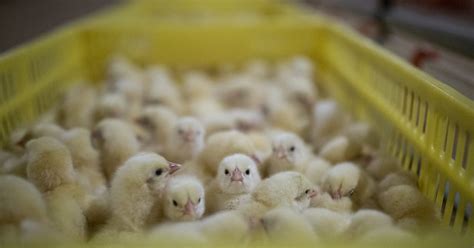 The Truth About Chick Culling: One of the Egg Industry's Hidden Secrets