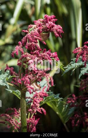 The Flowers Of Rheum Palmatum Atrosanguineum Plant Stock Photo Alamy