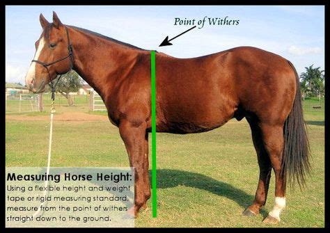 8 Horse Height Chart ideas | horses, horse love, horse health