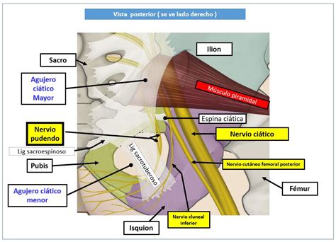 Bloqueo Del Nervio Pudendo Dolopedia