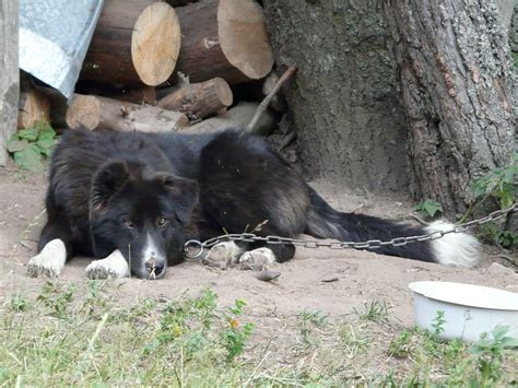 Karakachan (Bulgarian Shepherd) Info, Temperament, Puppies Pictures, Video