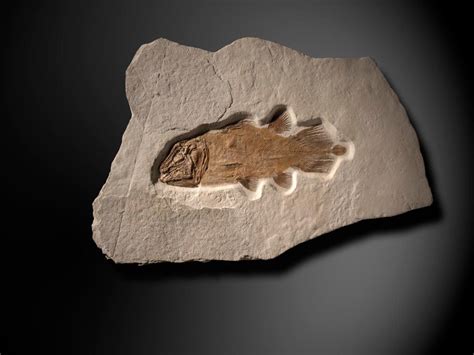 A Coelacanth Fossil Could Fetch Almost $65,000 - The Hot Bid