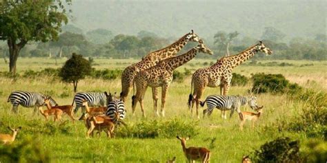 Game Drives In Murchison Falls Self Drive Car Hire Rentals Uganda