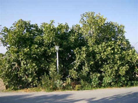 Bloemen En Planten Vakantieeilanden Kreta Kos Korfoe Rhodos