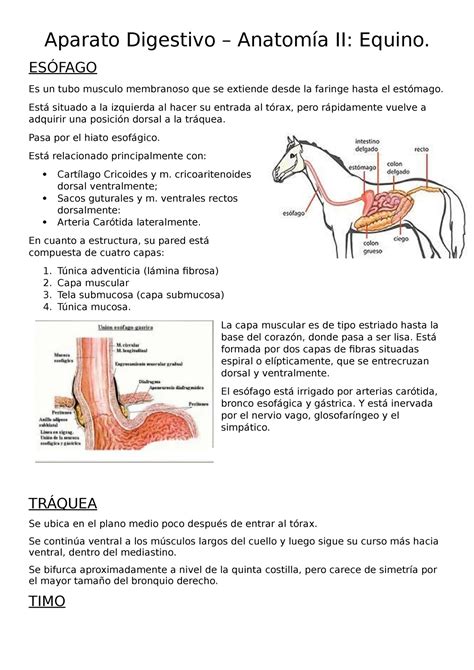 Digestivo Equino Aparato Digestivo Anatomía Ii Equino EsÓfago Es
