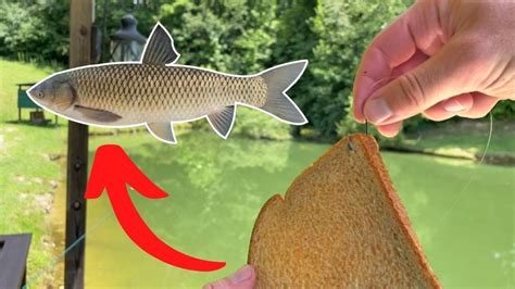 Grass Carp Pond Fishing Youtube