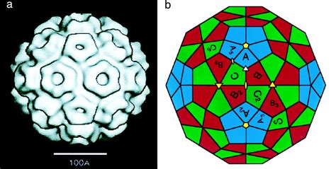 Origin Of Icosahedral Symmetry In Viruses PNAS