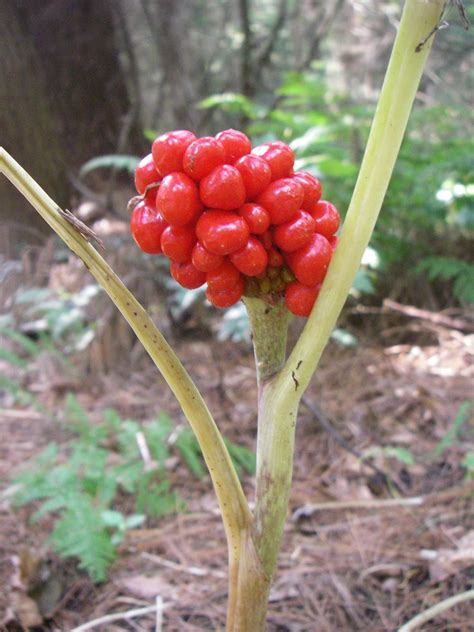 Edible Wild Berry Identification