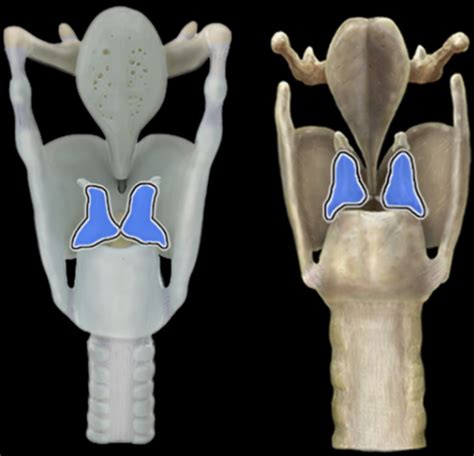 Anatomy Larynx Post Flashcards Quizlet