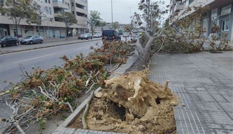 La borrasca Aline destroza coches y arranca árboles de cuajo en Jerez