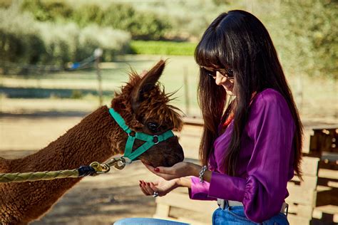 Passeggiate Con Alpaca Toscana A Partire Da 20 Freedome