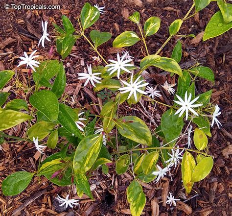 Jasminum Nitidum Jasminum Magnificum Jasminum Illicifolium Star