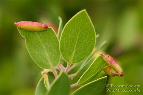 Manzanita Leaf