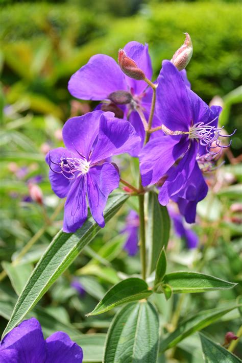 Beautiful Purple Flower Free Stock Photo - Public Domain Pictures