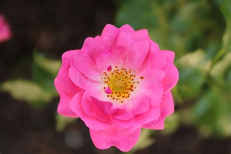 A Lovely Pink Flower Outdoor Stock Image - Image of variety, colour ...