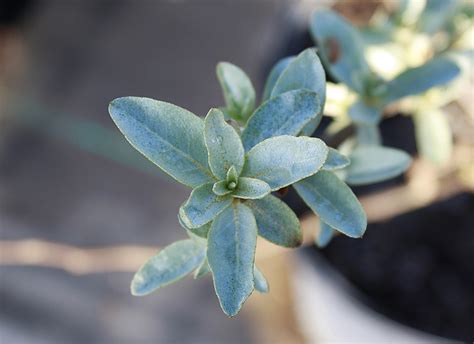 Silverberry Leaf Ontario Native Plant Nursery Container Grown