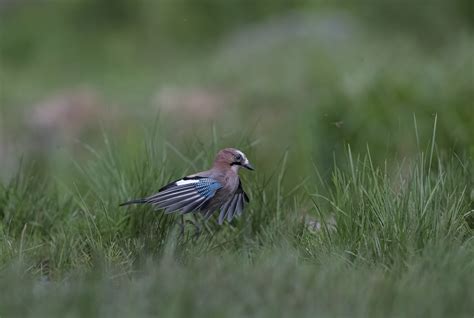 Geai Des Ch Nes Garrulus Glandarius Eichelhaher Jay Gea Flickr