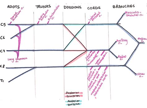 My Notes Mrcs Brachial Plexus Injuries Complete Brachial