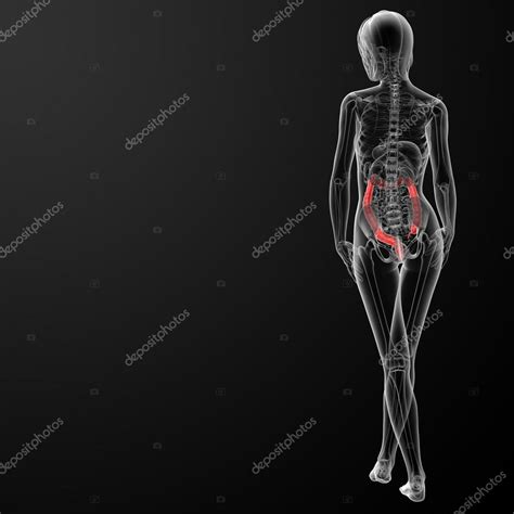 Female Anatomy Large Intestine Stock Photo By Maya