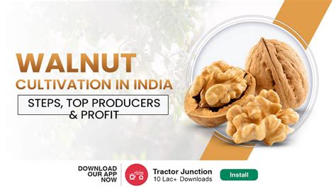 Walnut Farming In India Growing Tips And Popular Varieties