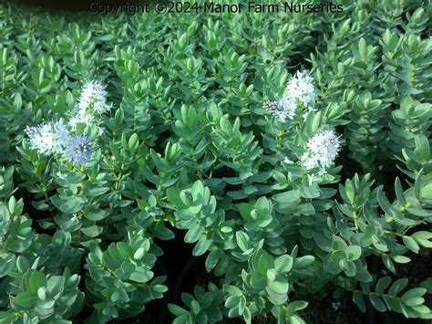 Hebe Veronica Red Edge Manor Farm Nurseries