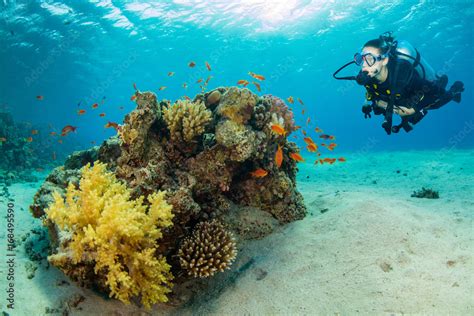 Underwater coral reef with woman scuba diver exploring sea bottom Stock ...