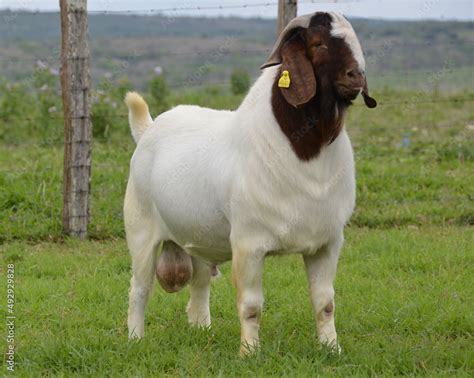 Foto De Male Boer Goat Very Awarded In Brazil The Boer Is A Breed