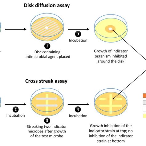 Different Formats Of The Thin Layer Chromatography Bioautography Assay