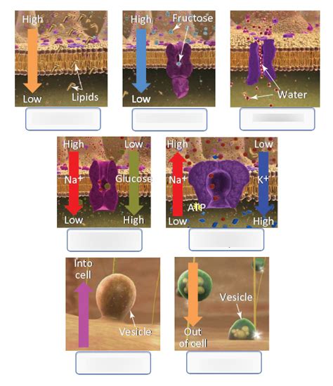 Chapter 3 Diffusion Diagram Quizlet