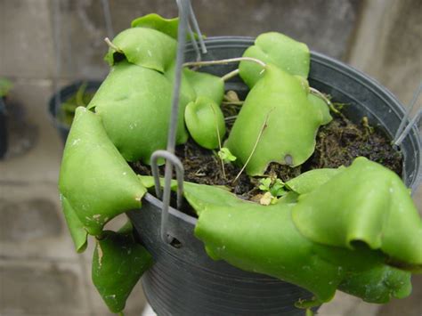 Hoya Imbricata Var Imbricata