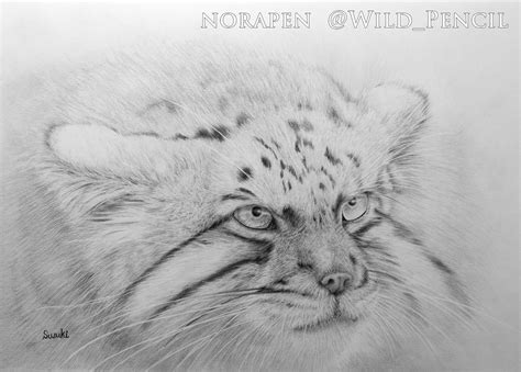 Манул раскраска - 69 фото