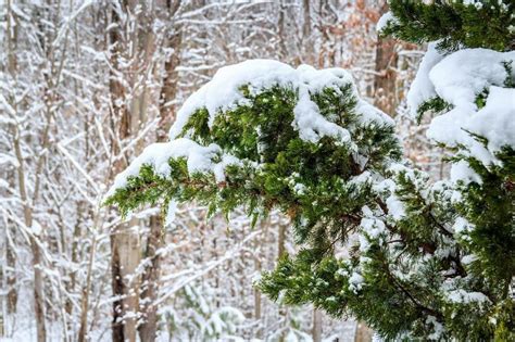 Different Types Of Coniferous Trees