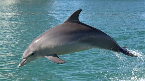 Protecting Bunbury Dolphins And Geographe Bay