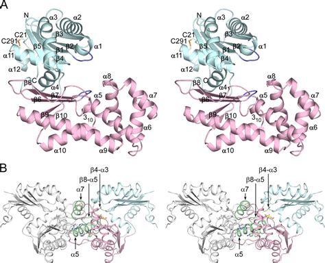 Crystal Structures Of An Atp Dependent Hexokinase With Broad Substrate