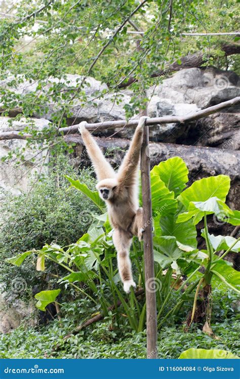 Kleiner Affe Der am Baum Hängt Stockfoto Bild von frau säugetier