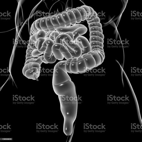 Small And Large Intestine 3d Illustration Human Digestive System