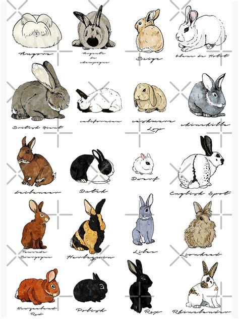 Rabbits Poster For Sale By Katherineblower Redbubble