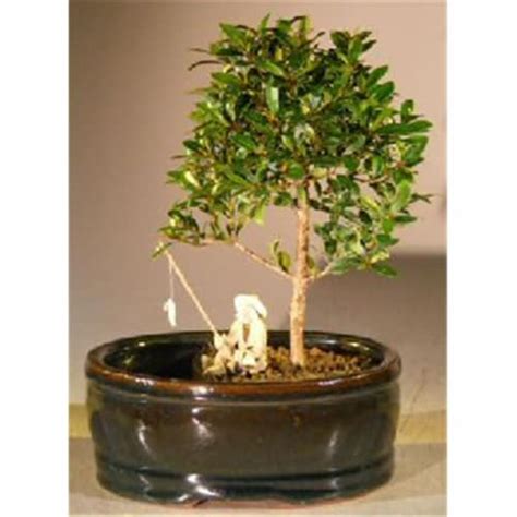 Bonsai Boy E3057 Flowering Brush Cherry Bonsai Tree With Land And Water