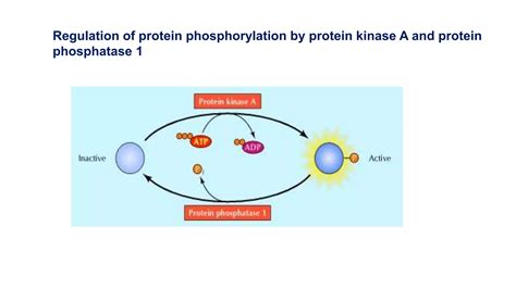 Pathways Of Intracellular Signal Transduction Ppt