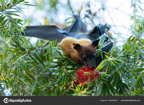 Bat Hanging Tree Branch Malayan Bat — Stock Photo © Pakhnyushchyy ...