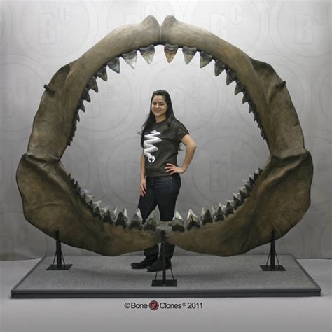 Megalodon Shark Jaw with 3 rows of 46 teeth - Bone Clones ...