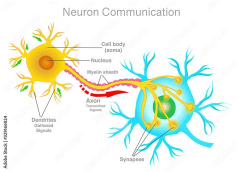 Neuron Connection Neuron Communication Transmission Of The Nerve Signal Between Two Neurons